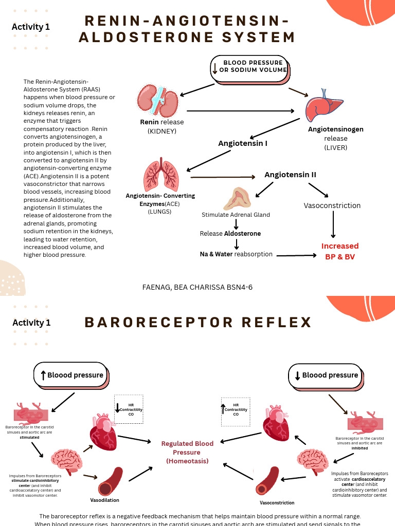 Understanding Blood Pressure Regulation | PDF | Angiotensin | Heart