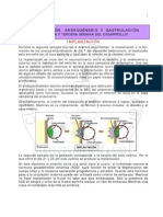 Capitulo3implantacionanexosgastrulacion2010 101004160944 Phpapp02