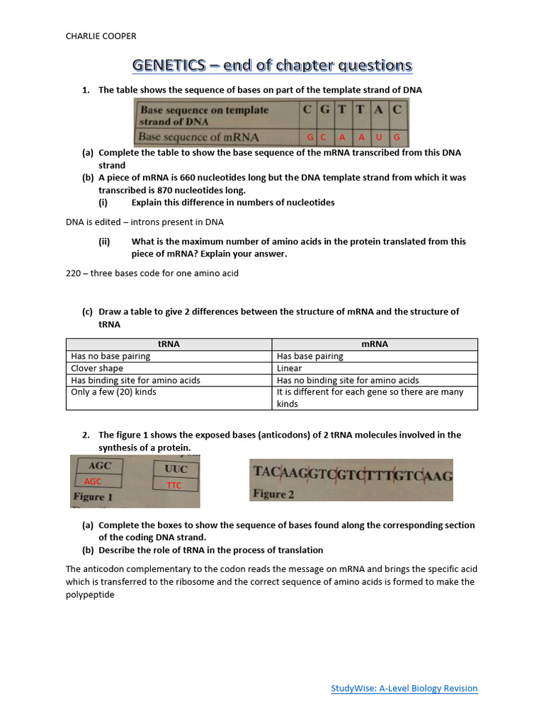 4.1.chapter 14 Genetics Qus | PDF | Translation (Biology) | Messenger Rna