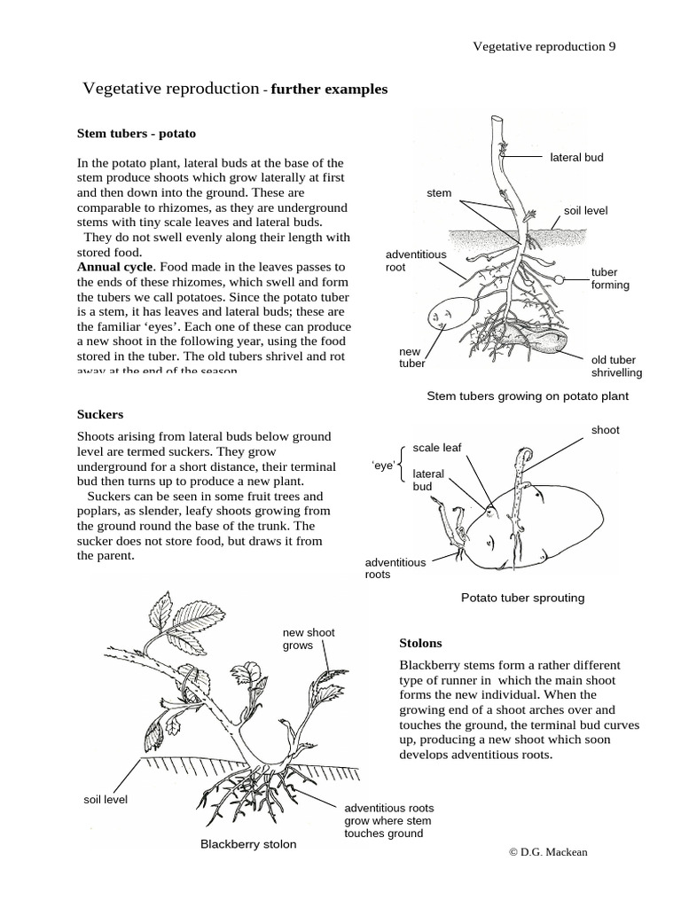 Potato Tuber Anatomy and Growth | PDF | Botany | Plants
