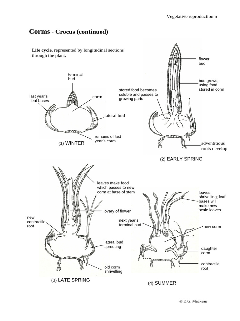 Corm Life Cycle in Crocus Plants | PDF | Bud | Branches Of Botany