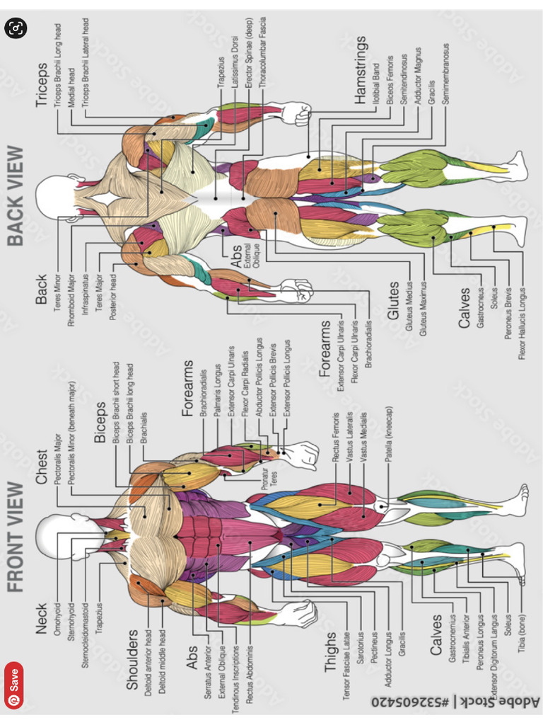 Muscles | PDF