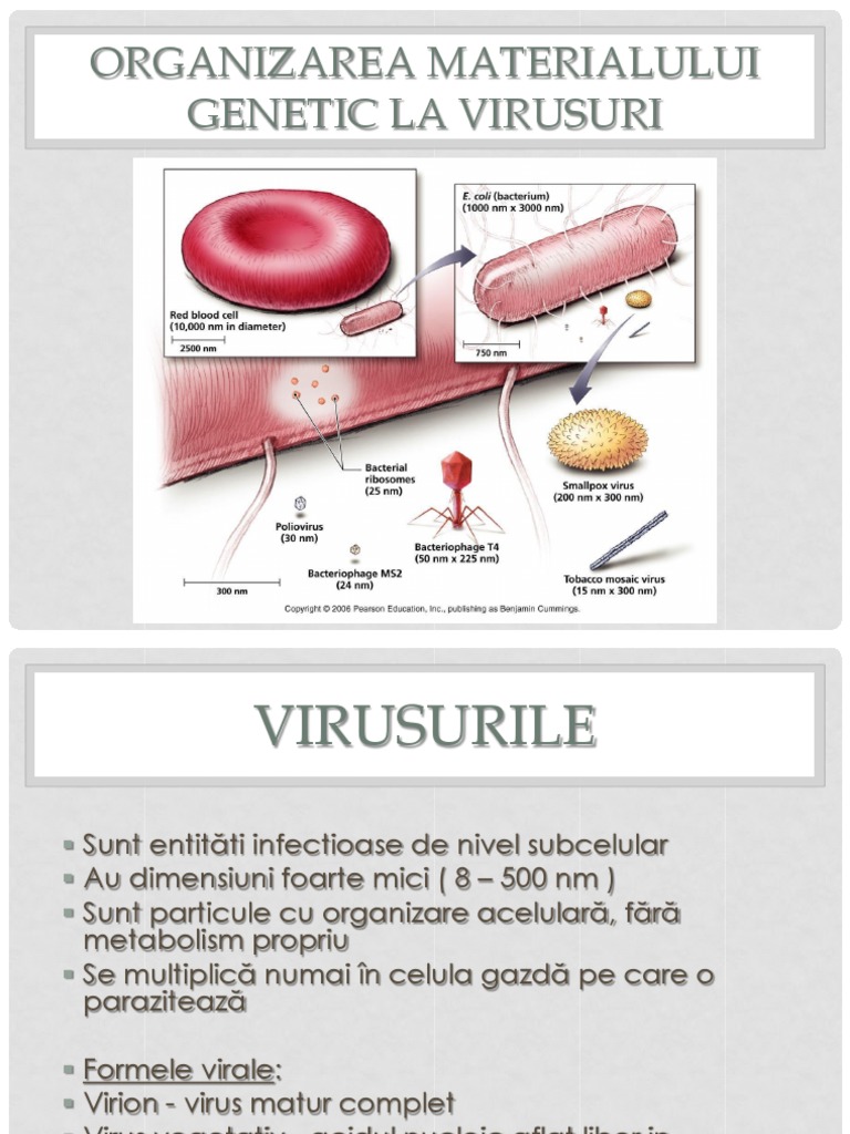 43353668 Organizarea Materialului Genetic La Virusuri Si Procariote