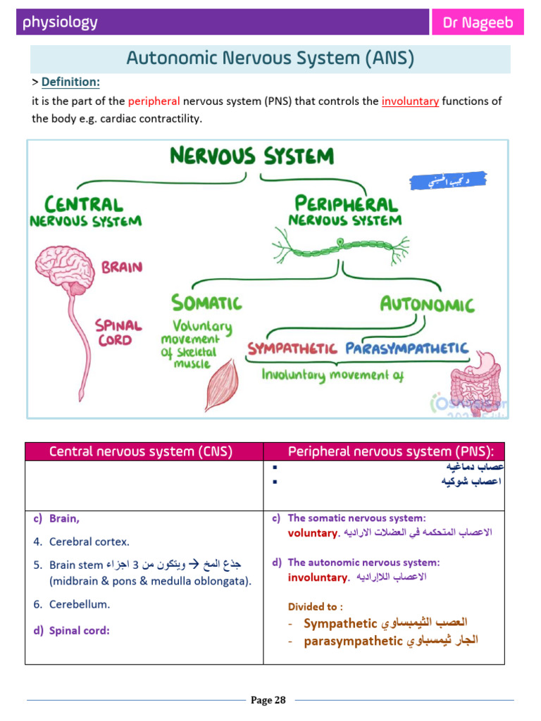 Understanding the Autonomic Nervous System | PDF | Autonomic Nervous ...