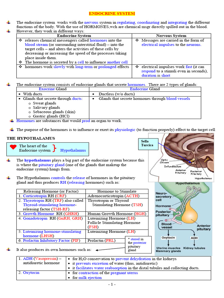 Overview of the Endocrine System | PDF | Endocrine System | Angiotensin