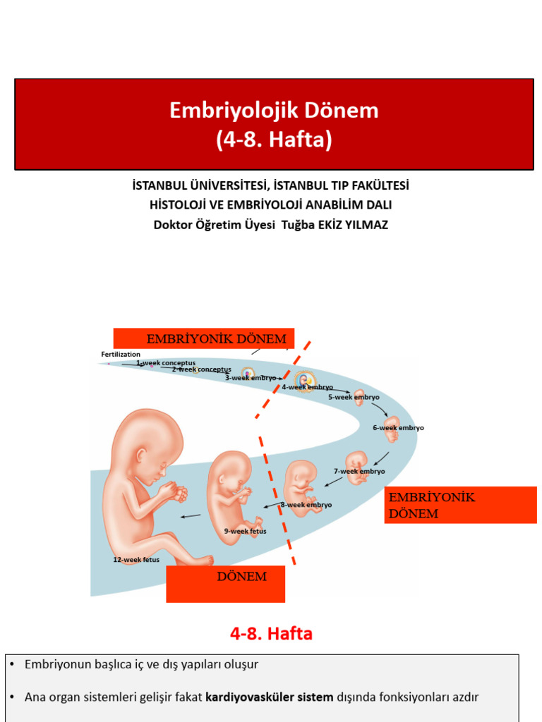 1-Embriyolojik Dönem | PDF