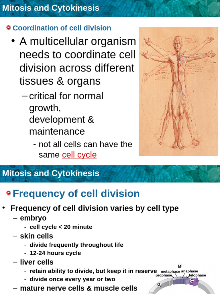 Mitosis and Cytokinesis Explained | PDF | Cell (Biology) | Mitosis