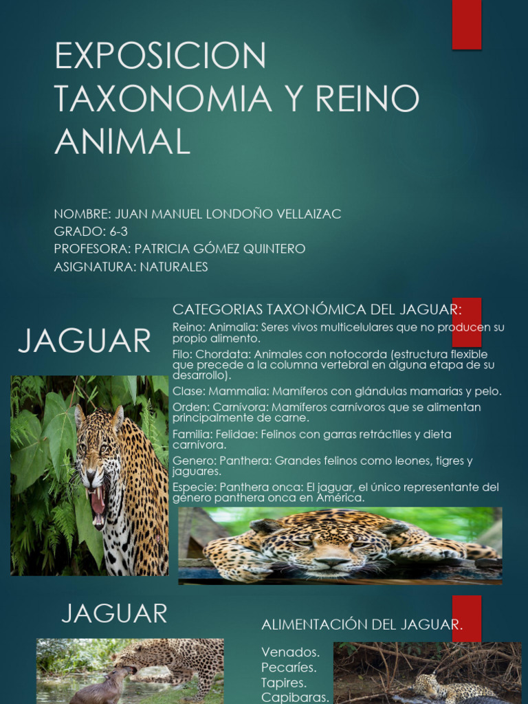 Exposicion Taxonomia y Reino Animal | PDF | Jaguar | Serpiente