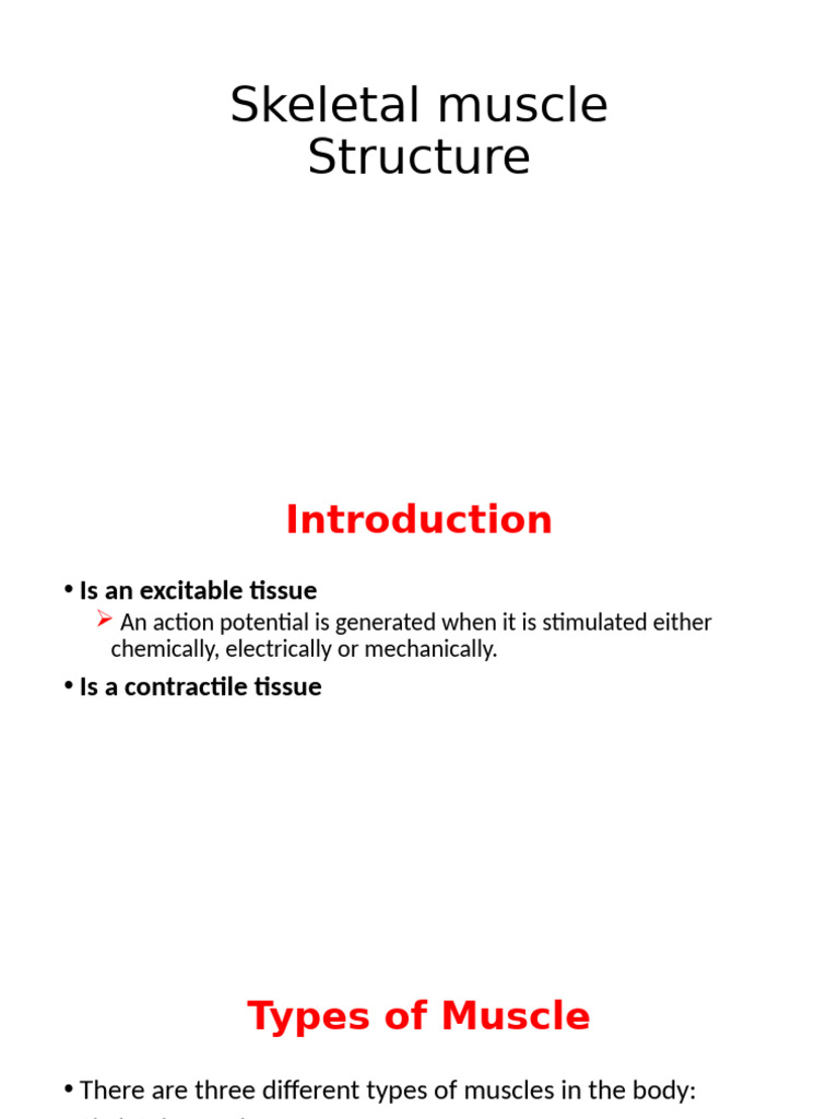 Skeletal Muscle Structure and Function | PDF | Muscle | Muscle Contraction