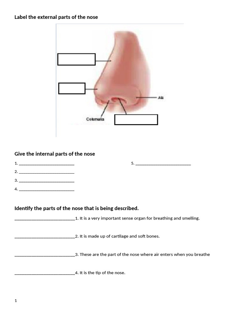 Anatomy and Care of the Nose | PDF | Human Nose | Otorhinolaryngology