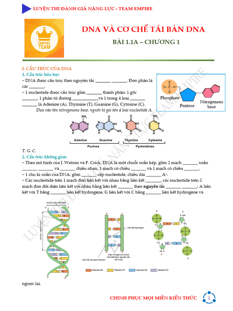 Chương 1 - Bài 1.1 Dna Và Cơ Chế Tái Bản Dna (Lt) | PDF