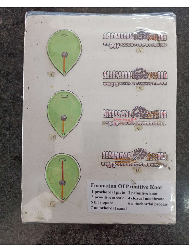 Embryology Models For 1st Yr | PDF