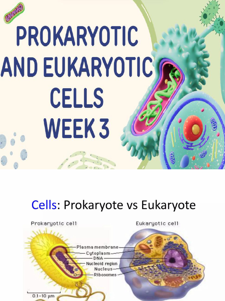 Week 3 - Prokaryotic and Eukaryotic Cells | PDF
