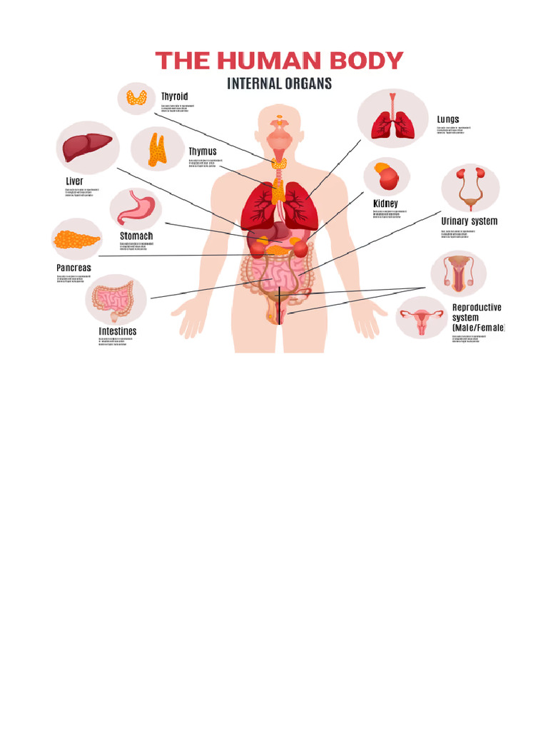 human-anatomy-internal-organs-vector-20074888.avif (623×500) | PDF