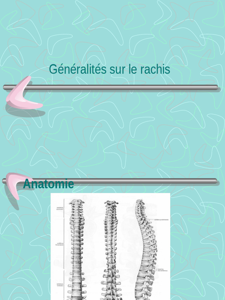 Le rachis 1 | PDF | Vertèbre | Appareil locomoteur