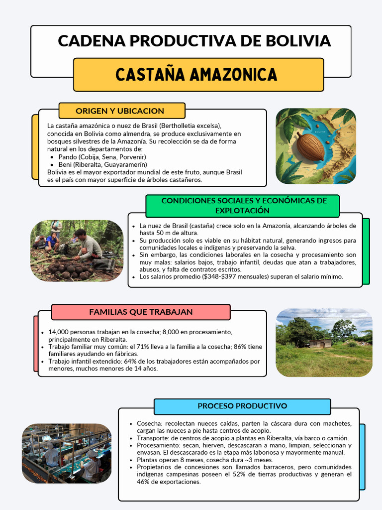 Producción de Castaña en Beni, Bolivia | PDF | gordo | Nuez