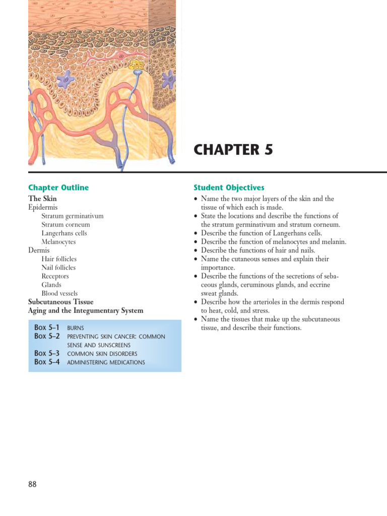 Essentials of Anatomy and Physiology Integumentary System | PDF | Skin ...