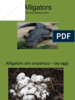 Alligators: by Amy Maliskas 2012