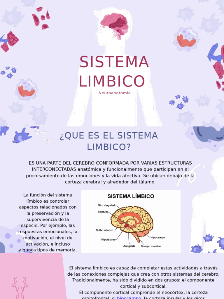 Estructura y Funciones del Sistema Límbico | PDF | Sistema límbico ...
