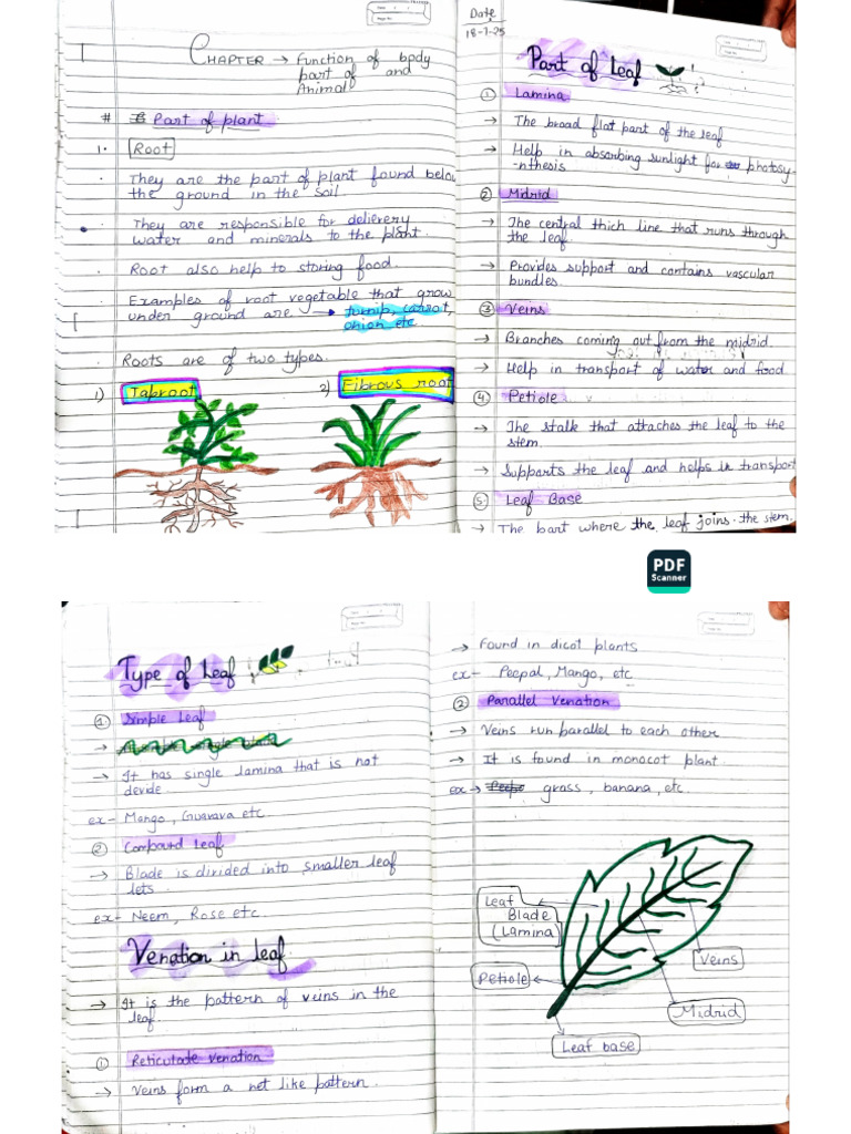 Body Parts PF Plans Notes | PDF