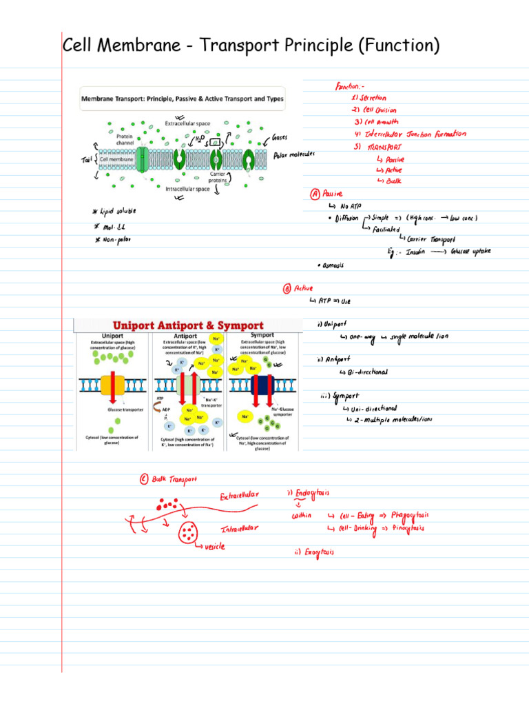 10 Cell Membrane - Transport Principle (Function) | PDF