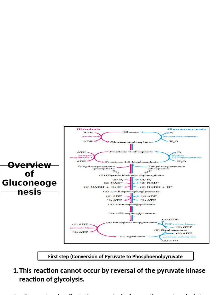 Z (H) VI Biochemistry 2 | PDF | Pyruvic Acid | Carbohydrates