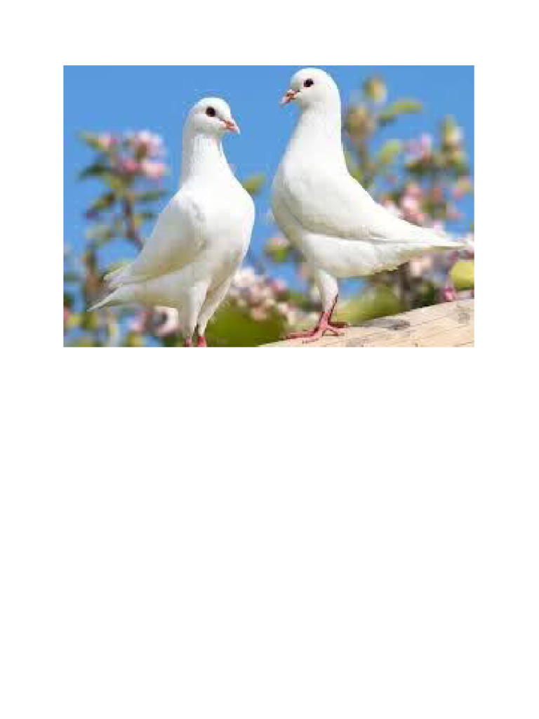 MERPATI | PDF