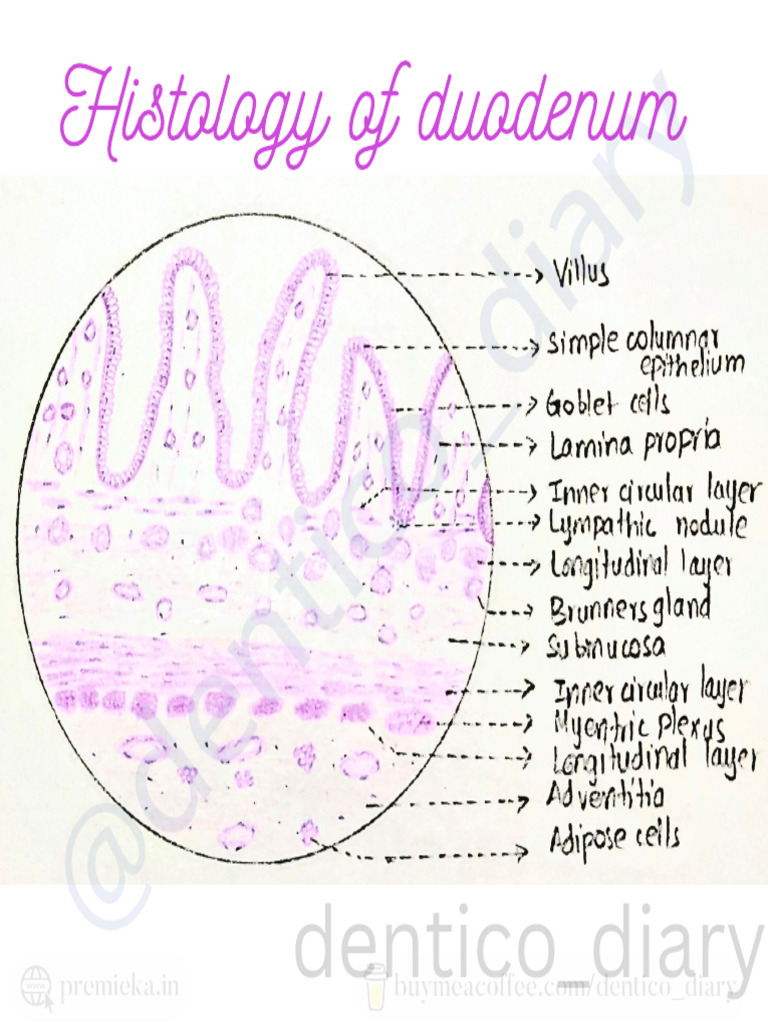 Histology of Duodenum | PDF
