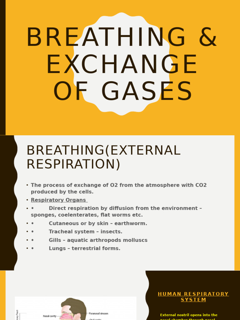 Human Respiratory System Overview | PDF | Respiratory System | Lung
