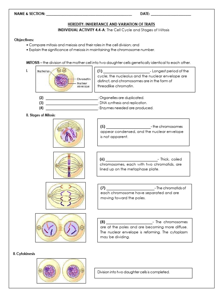 IA 4.4 A and B Cell Cycle and Cell Division Mitosis and Meiosis | PDF ...