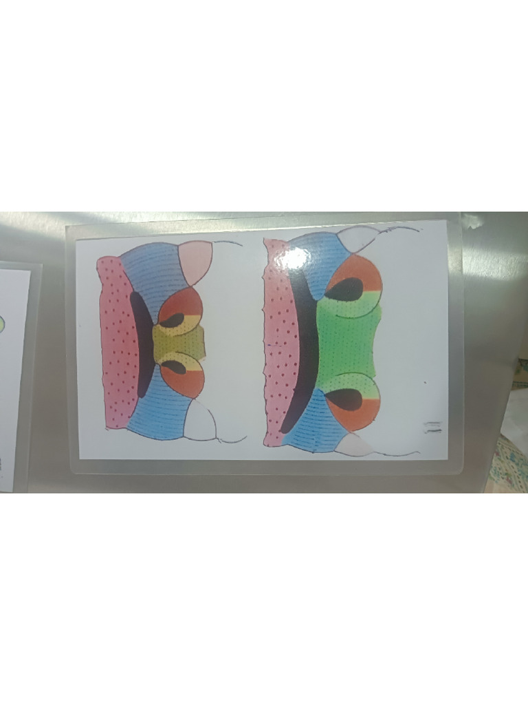 Embryology Charts | PDF