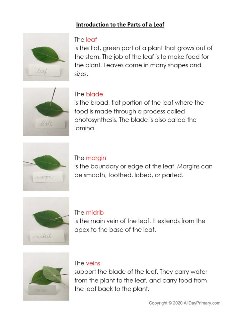 Introduction To The Parts of A Leaf | PDF