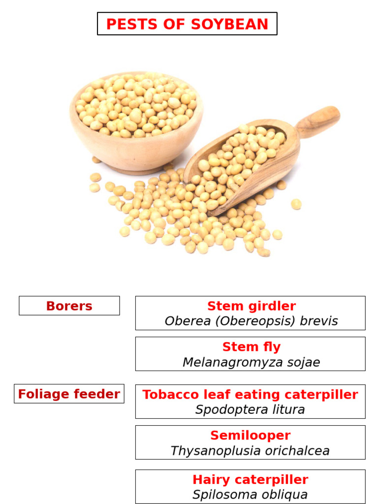 Soybean Pest Identification and Management | PDF | Pest (Organism ...