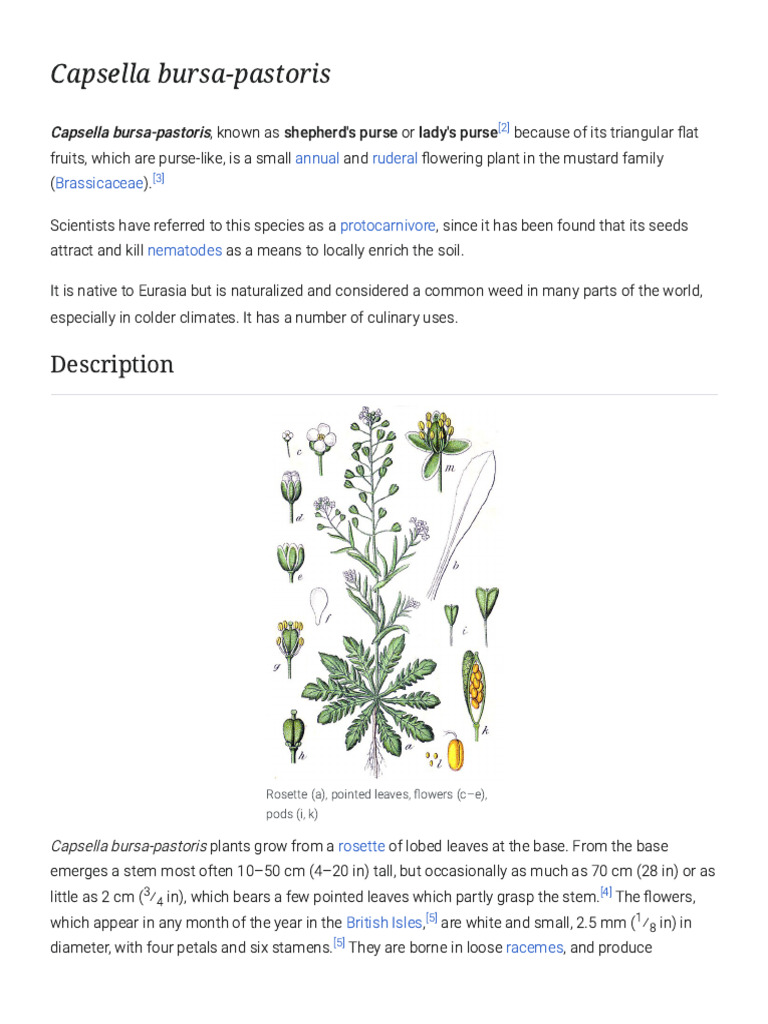 Capsella bursa-pastoris Overview | PDF | Plants | Botany
