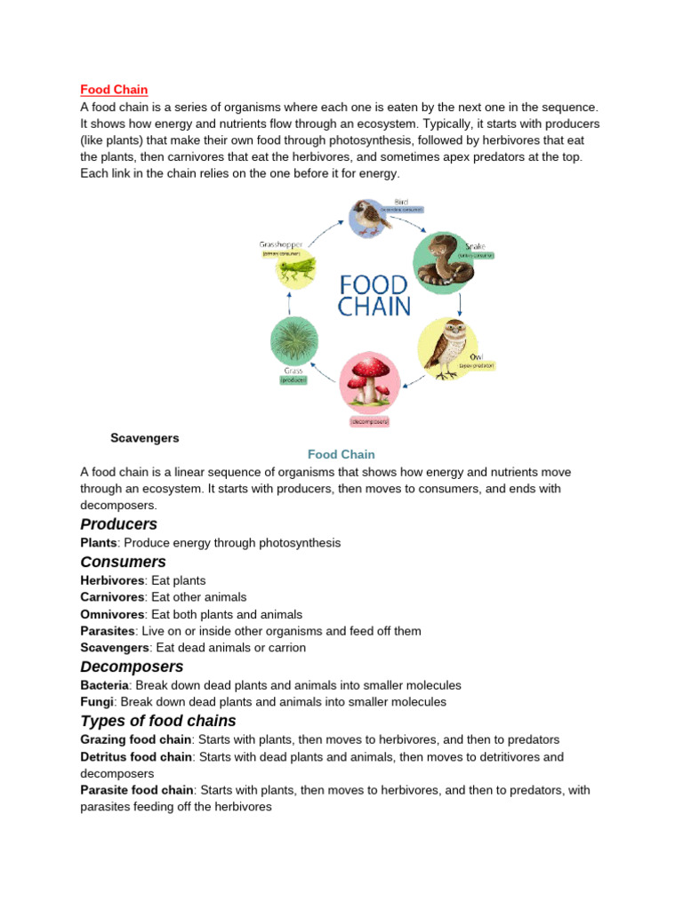 Understanding Food Chains in Ecosystems | PDF