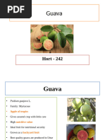 Guapple Cultivation Guide and Benefits | PDF | Legume | Grafting
