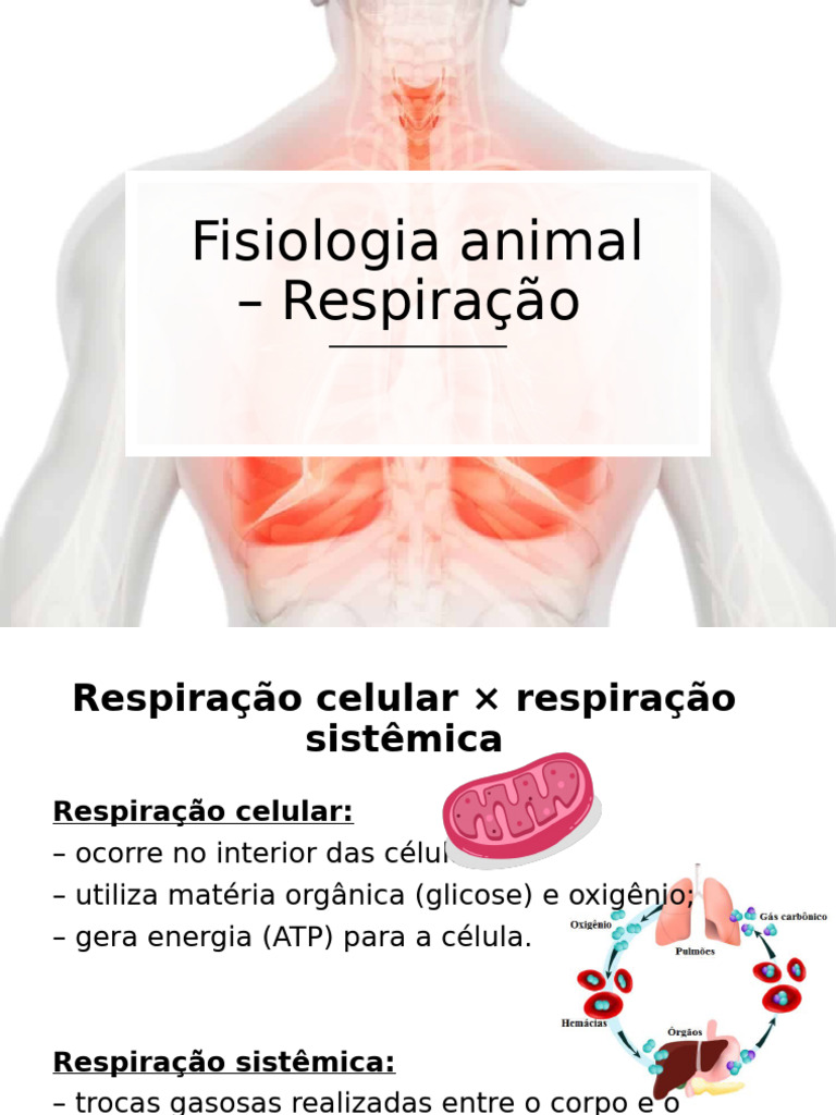Aulas - Fisiologia Animal – Respiração | PDF | Sistema respiratório ...