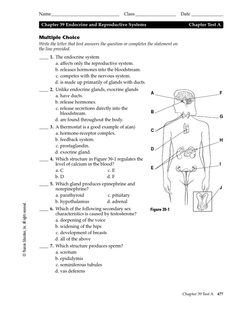 Brct 039 A Menstrual Cycle Endocrine System