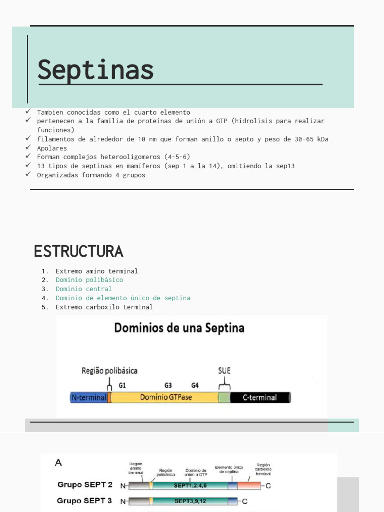 Funciones y Estructura de Septinas | PDF | Mitosis | Biología Celular)