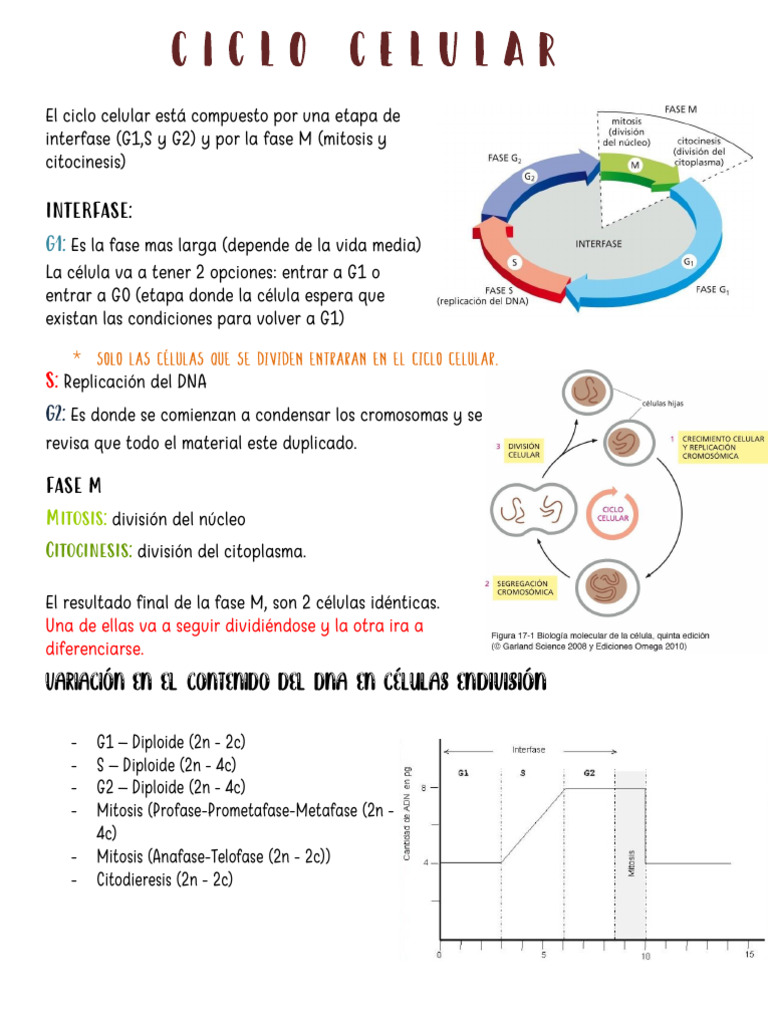 Ciclo Celular: Fases y Regulación | PDF | Mitosis | Ciclo celular
