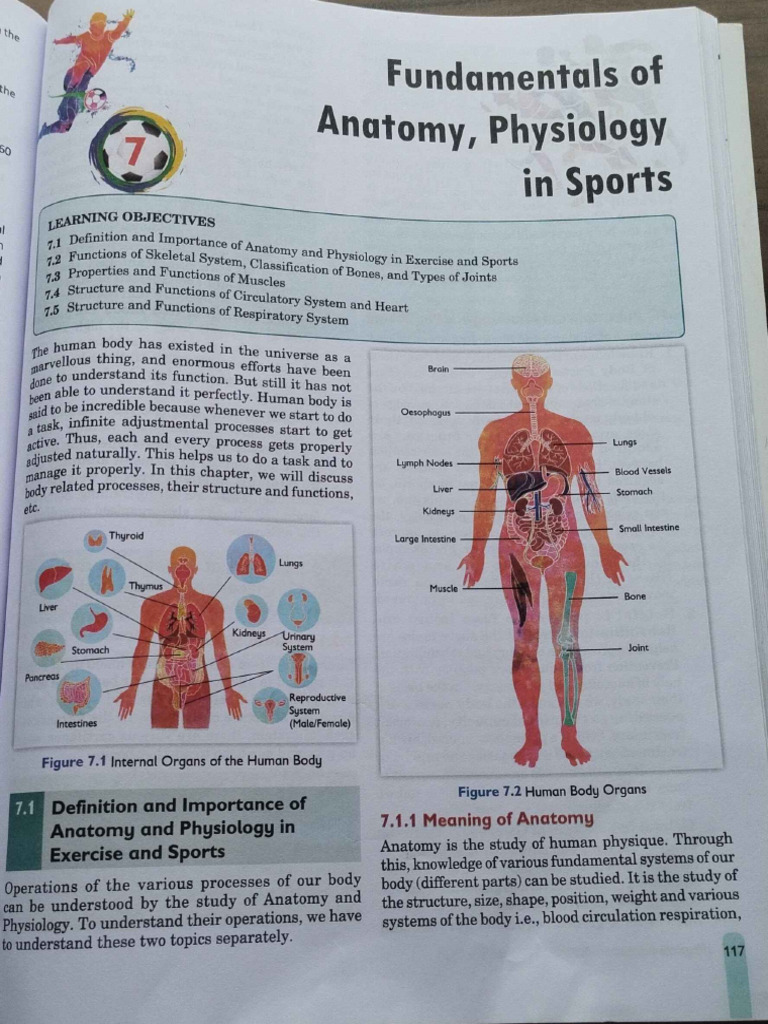 Ch-7 Fundamental of Anatomy, Physiology, in Sports | PDF