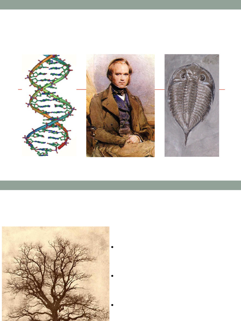 Understanding Evolution and Natural Selection | PDF | Natural Selection ...