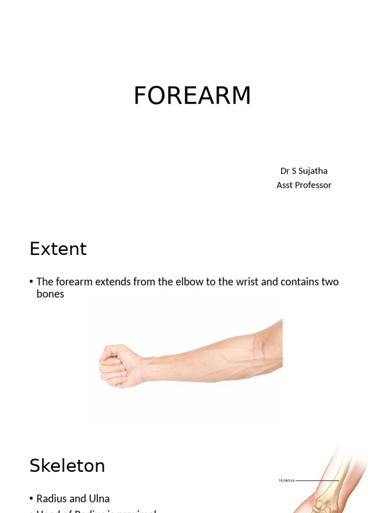 Anatomy and Functions of the Forearm | PDF