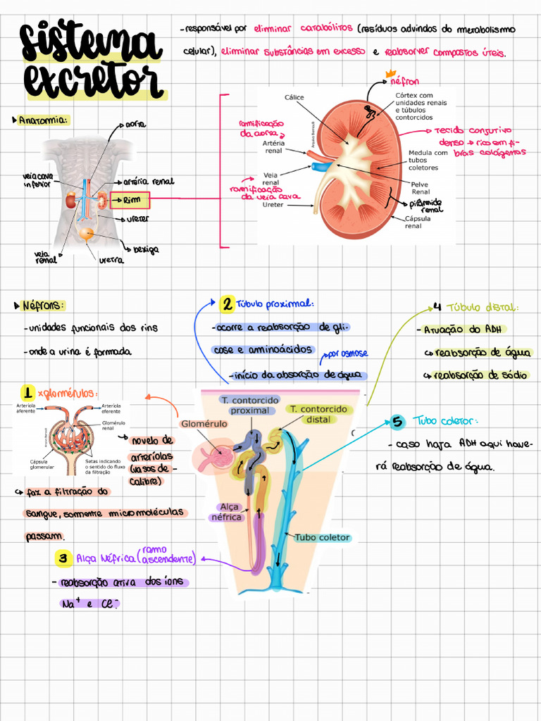 Resumo de Sistema Excretor | PDF
