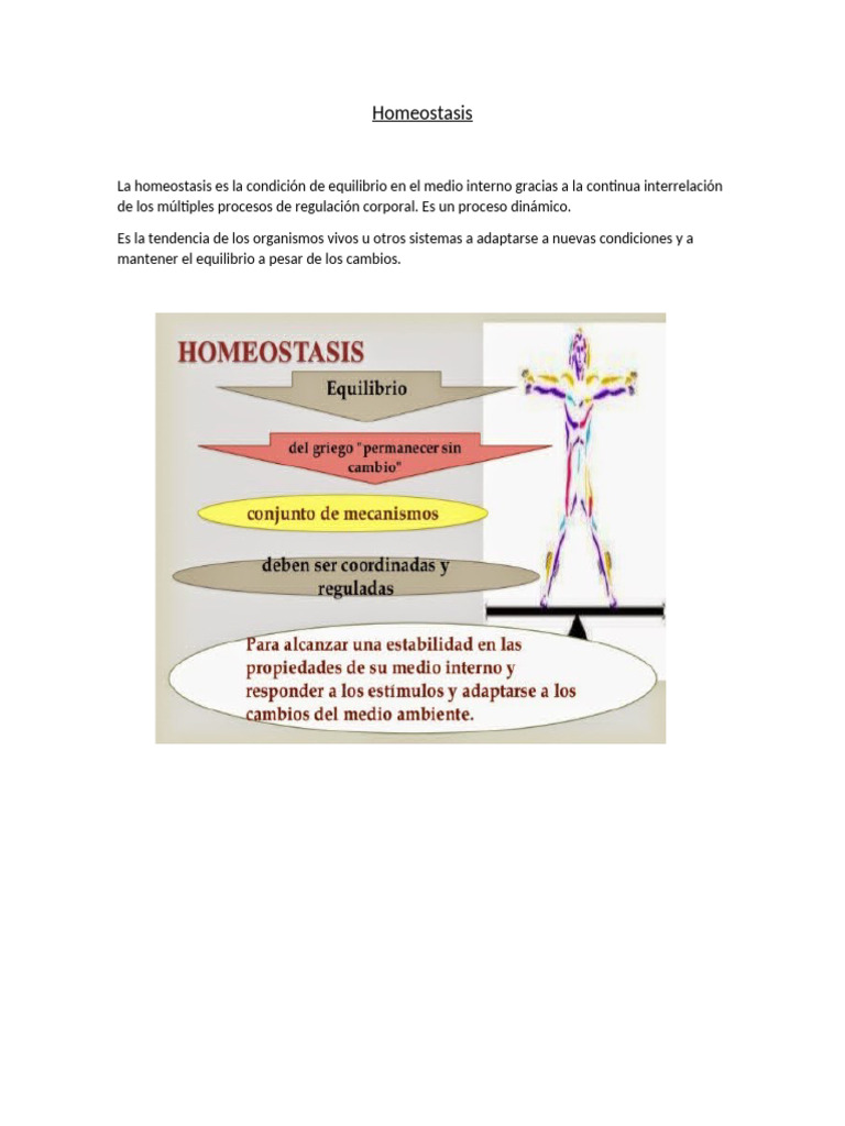 Homeostasis: Regulación y Retroalimentación | PDF | Homeostasis ...