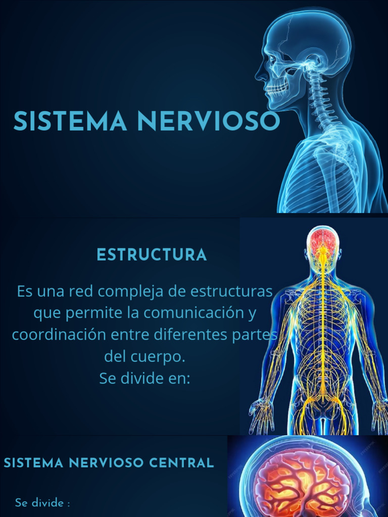 Estructura y Funciones del Sistema Nervioso | PDF | Cerebro | Sistema ...