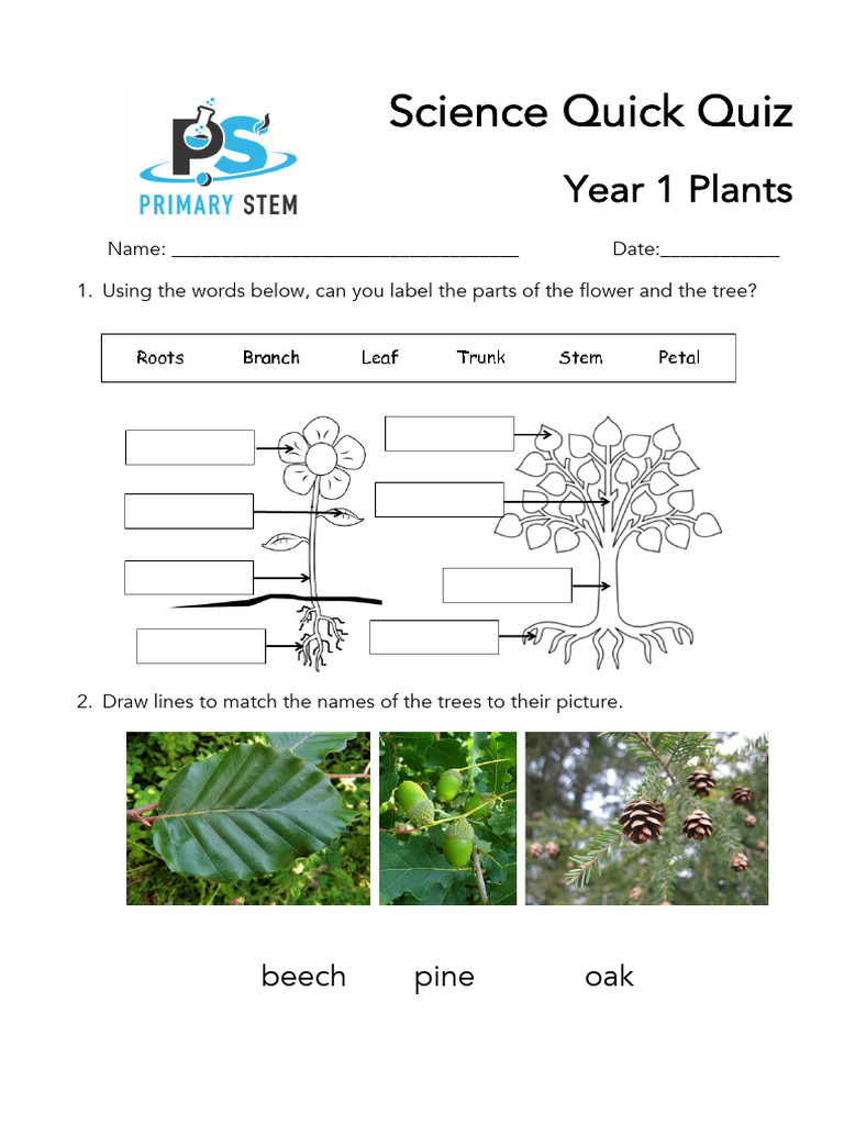 Year 1 Plants Science Quiz | PDF