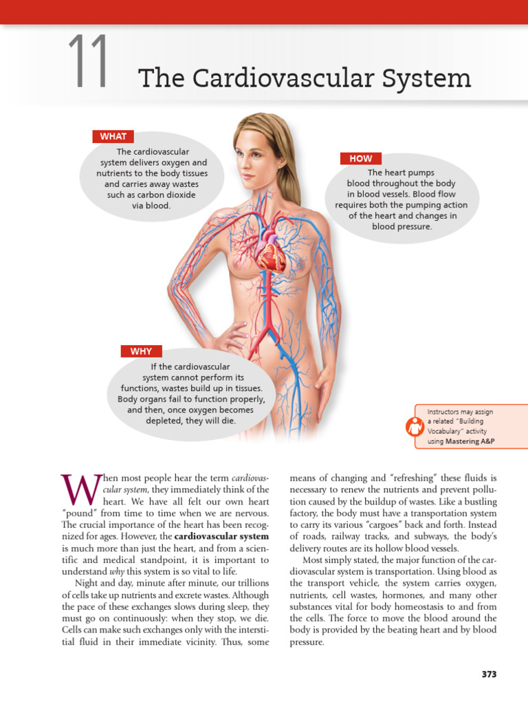Anatomy and Function of the Heart | PDF | Heart Valve | Heart