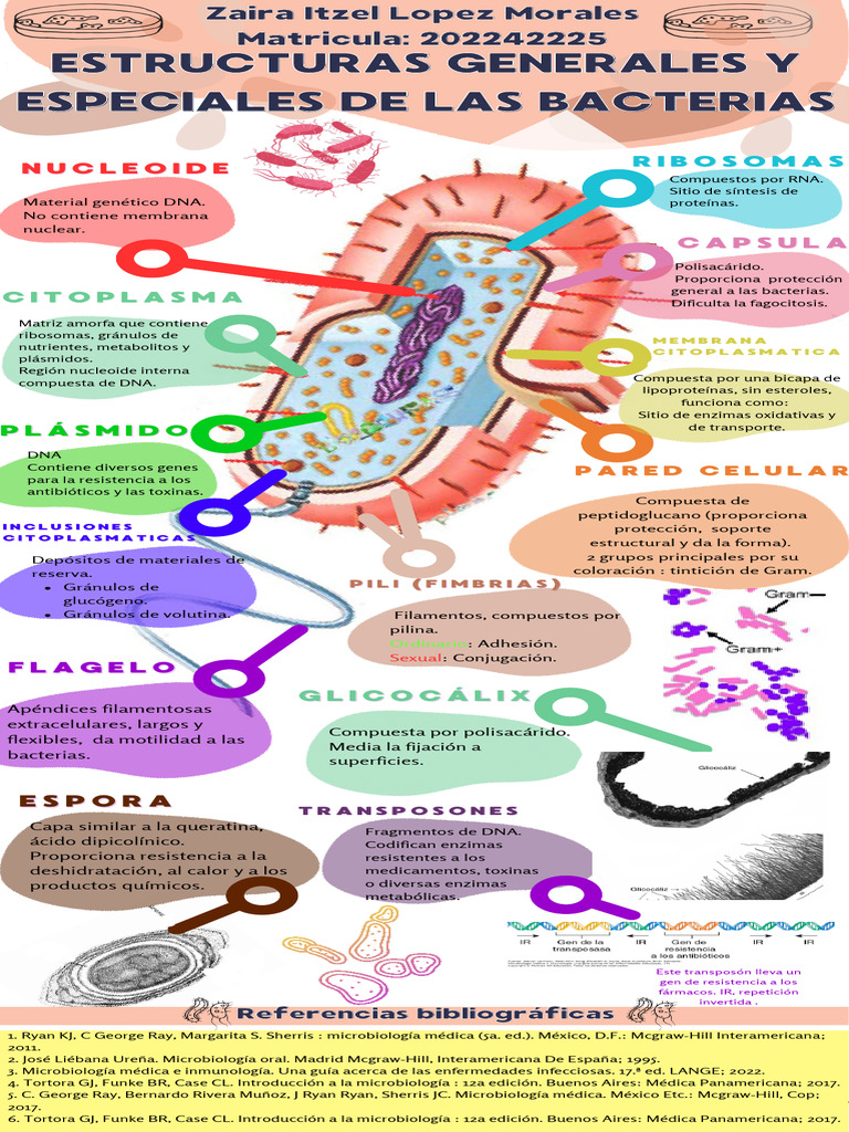 Estructura de las Células Bacterianas | PDF | Las bacterias | Citoplasma