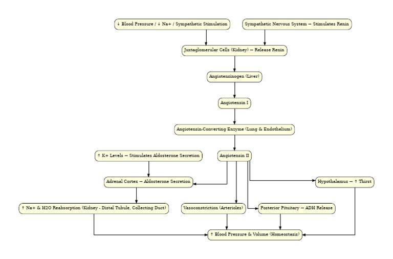 RAAS Mechanism Flowchart | PDF